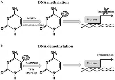 Advances in the role of the GADD45 family in neurodevelopmental, neurodegenerative, and neuropsychiatric disorders